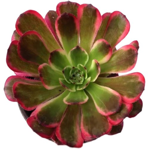 法师美杜莎红覆轮万圣节圆叶黑法师欧紫缀化多肉植物室内盆栽大颗 - 图3