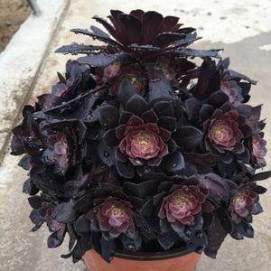 红铜壶黑铜壶法师老桩多头手捧群生倾城多肉植物室内阳台花卉盆栽 - 图2