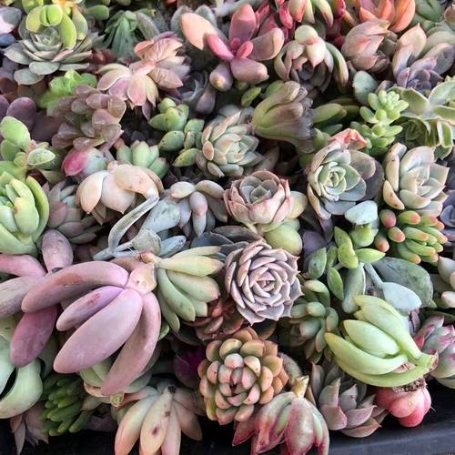 多肉植物无根砍头苗自选套餐新手易养发根快盆栽易爆盆清棚特价 - 图2