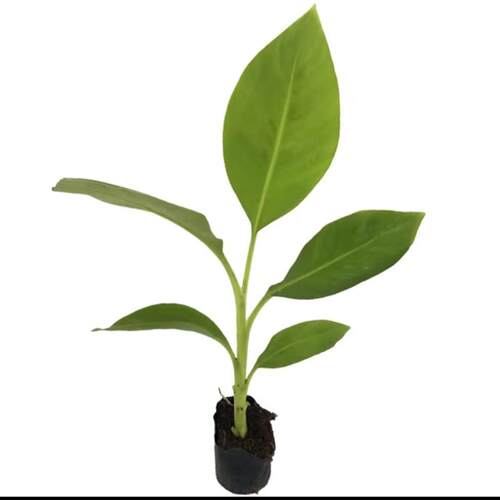 矮化香蕉粉蕉小米蕉苹果蕉红蕉苗芭蕉大苗南方当年结果 - 图0