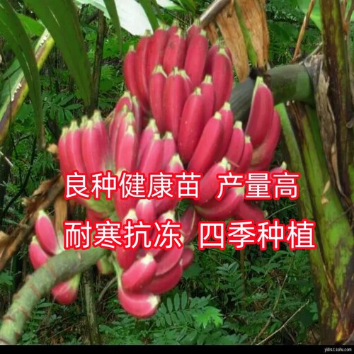 正宗红美人香蕉树苗红皮香蕉苗南北方四季种植耐寒抗冻当年结果 - 图2
