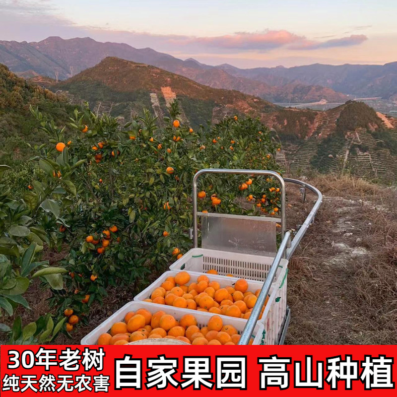 正宗临海涌泉高山蜜桔当季新鲜水果无核现摘现发贡品级爆汁包邮,淘宝优惠券,粉丝福利购,淘宝优惠卷