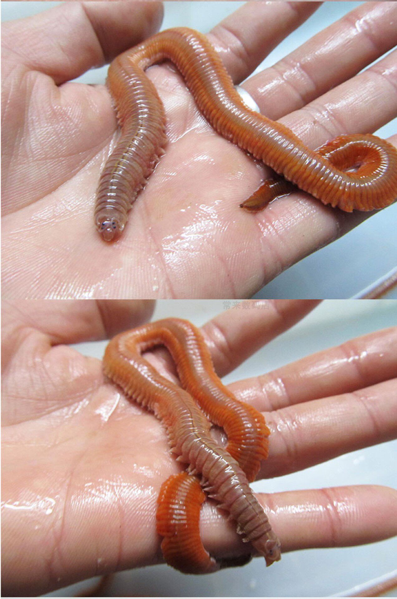 活沙蚕海蜈蚣饵料海蚯蚓钓鱼好用的钓饵野钓全能活饵包邮沙虫鲜活