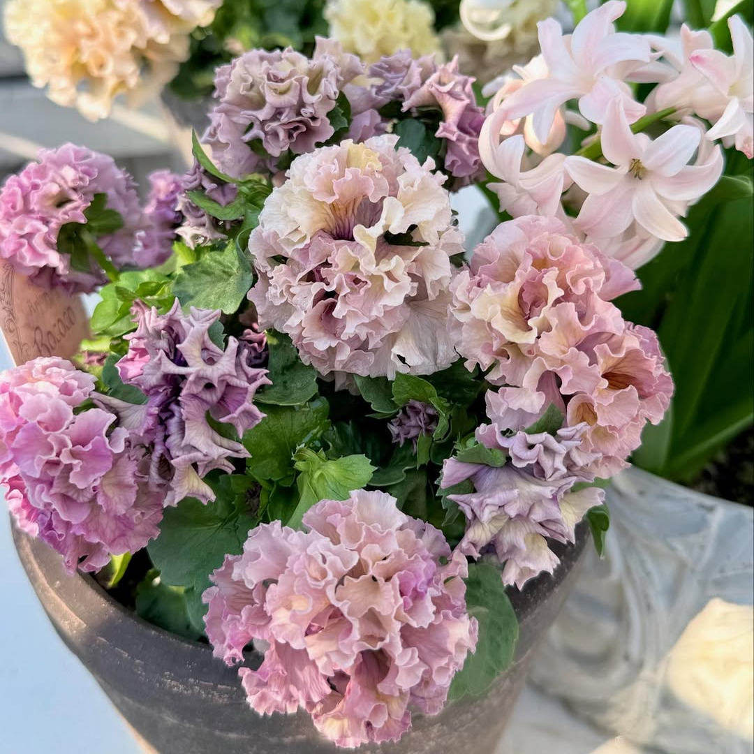 皱边角堇三色堇花期长盆栽花卉耐寒冬季好养阳台花园植物,淘宝优惠券,粉丝福利购,淘宝优惠卷