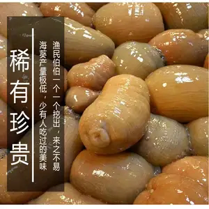 新鲜海葵沙蒜野生海捕鲜活冷冻5斤海肠海菊花根沙蒜豆面食材商用 - 图0