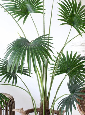 大扇葵叶蓬扇树绿植家居客厅酒店商场店铺装饰摆件落地造景假树