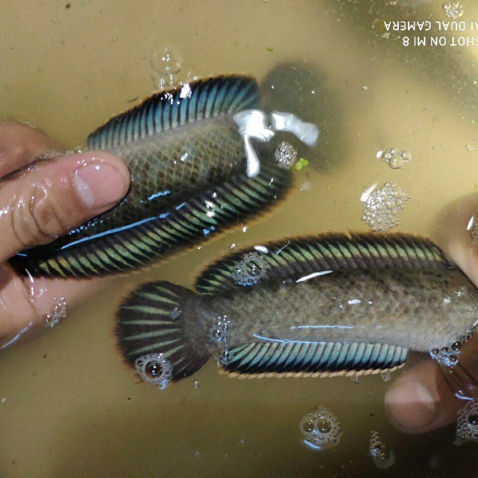 彩虹雷龙鱼活体 阿萨姆奶茶 南鳢冷水鱼七星鱼耐养观赏鱼包邮包活 - 图2