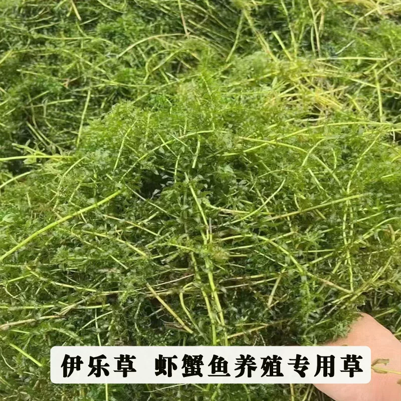 伊乐藻养虾吃不败新鲜活体江苏小龙虾养殖专用水草四季淡水鱼虾蟹