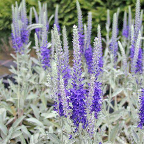 香草屋 银叶婆婆纳 多年生耐寒耐热宿根花境露台阳台 盆栽 植物 - 图0