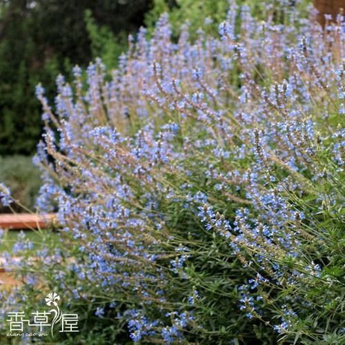 天蓝鼠尾草 salvia 多年生耐寒耐热 庭院 盆栽 花园搭配植物 - 图0