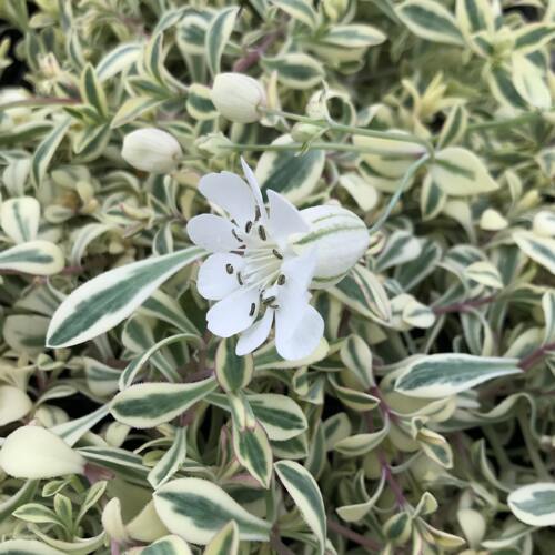 日本进口 花叶蝇子草 Silene uniflora 多年生耐寒庭院盆栽植物 - 图0