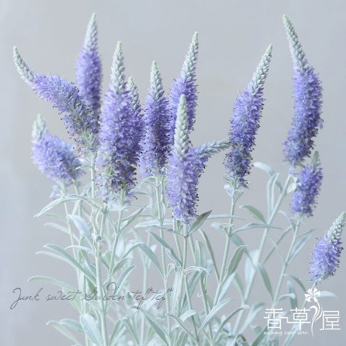 香草屋 银叶婆婆纳 多年生耐寒耐热宿根花境露台阳台 盆栽 植物 - 图1