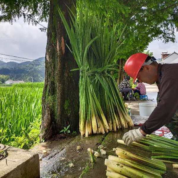 2024年采摘岳西新鲜茭白时令蔬菜农家种植高笋茭儿菜安徽特产食材 - 图1