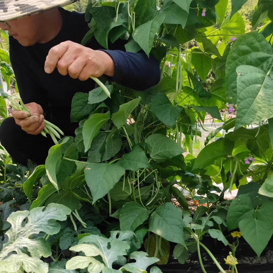 正宗农村农家自种四季豆新鲜蔬菜脆嫩豆角芸豆扁青豆角 - 图1