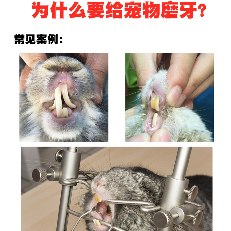 爱尚它甜竹 兔子磨牙草棒龙猫豚鼠仓鼠营养零食草饼咬串苹果枝3斤 - 图0