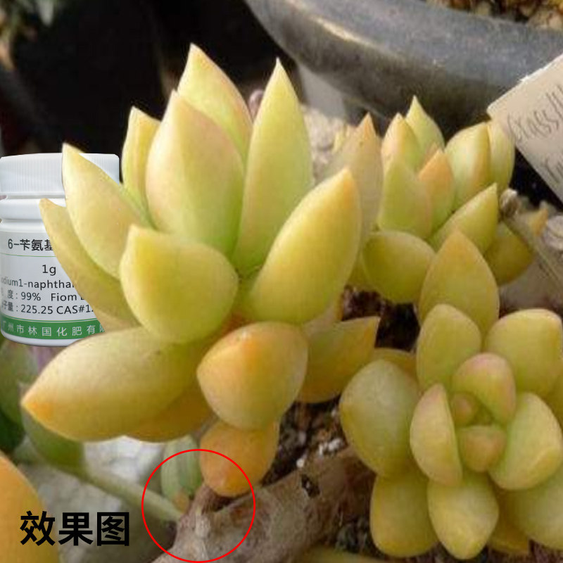 细胞分裂素多肉兰花蟹爪兰百合暴芽分化测芽开花膨大剂植物组培剂,淘宝优惠券,粉丝福利购,淘宝优惠卷