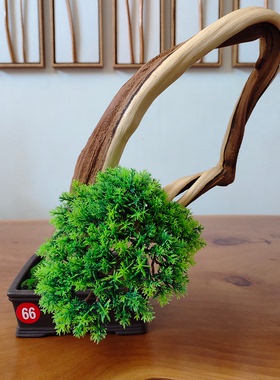 根艺崖柏迎客松盆景摆件 直播专拍1000~3000