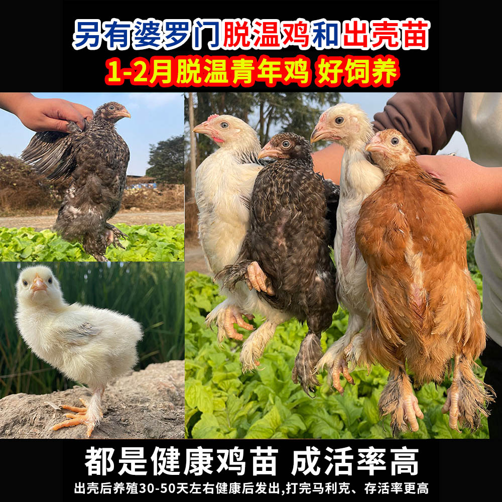 纯种婆罗门种蛋受精蛋可孵化小鸡巨型梵天鸡观赏鸡种蛋10枚包邮 - 图3