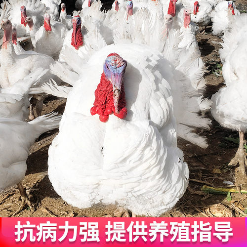 大型火鸡种蛋受精蛋可孵化纯种尼古拉700系受精蛋火鸡活苗包活 - 图1