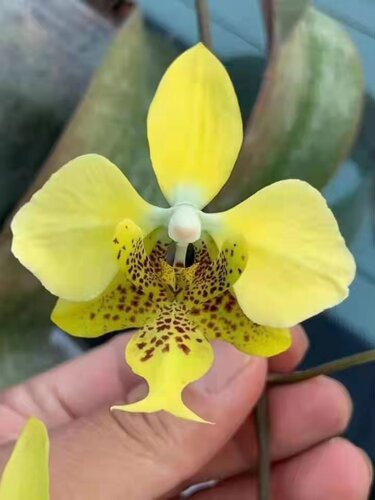 蝴蝶兰原生兰趣味兰花直播间一物一拍专拍链接四季鲜花花期长 - 图3