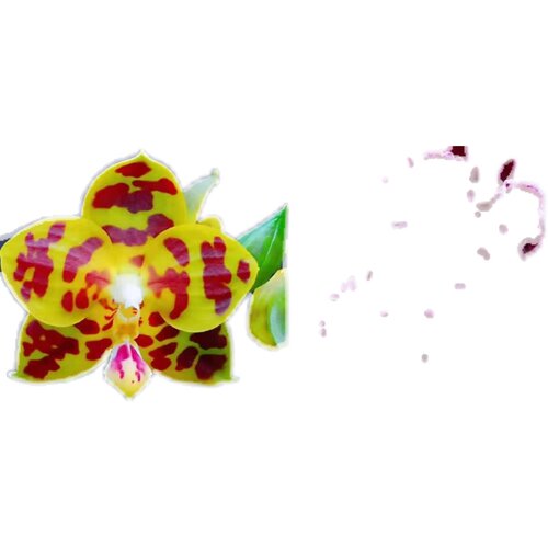 精品蝴蝶兰直播间专用一物一拍室内阳台花卉花期长下单备 - 图0