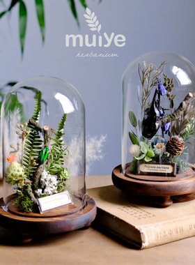 蝴蝶昆虫标本玻璃罩微景观摆件