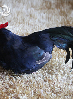 仿真羽毛大公鸡摆件模型