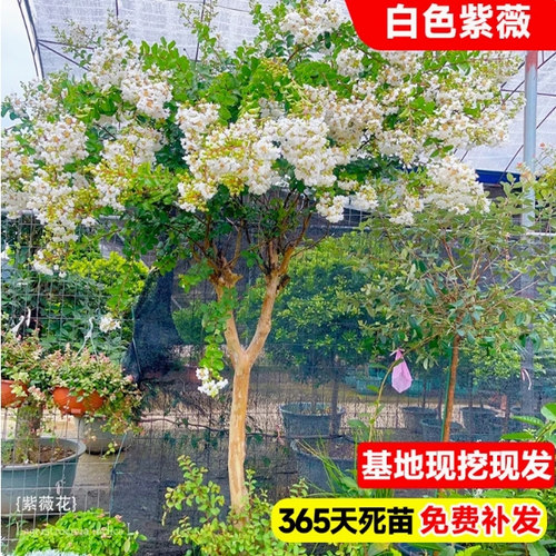 一物一拍百日红紫薇树苗红火箭天鹅绒庭院别墅室外道路绿化风景树 - 图3