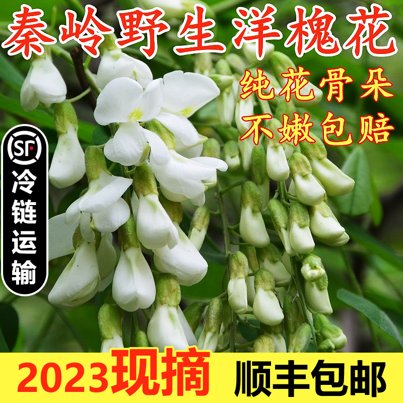 现摘洋槐花新鲜4斤顺丰包邮应当季蔬菜野菜刺槐米杨槐花骨朵时令 - 图1