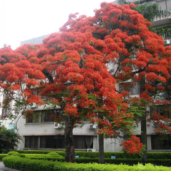 凤凰木树苗 红花楹树苗 庭院树苗 盆栽植物 绿化树苗风景树 - 图0