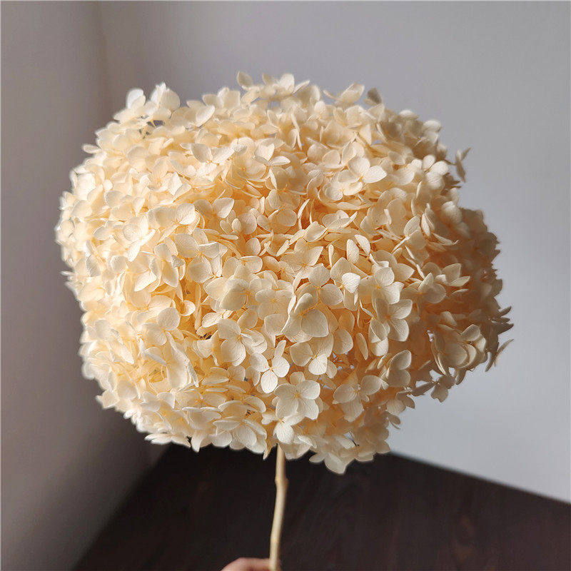 永生花绣球花束整支单支安娜小叶家居插花装饰求婚情人节紫阳花,淘宝优惠券,粉丝福利购,淘宝优惠卷