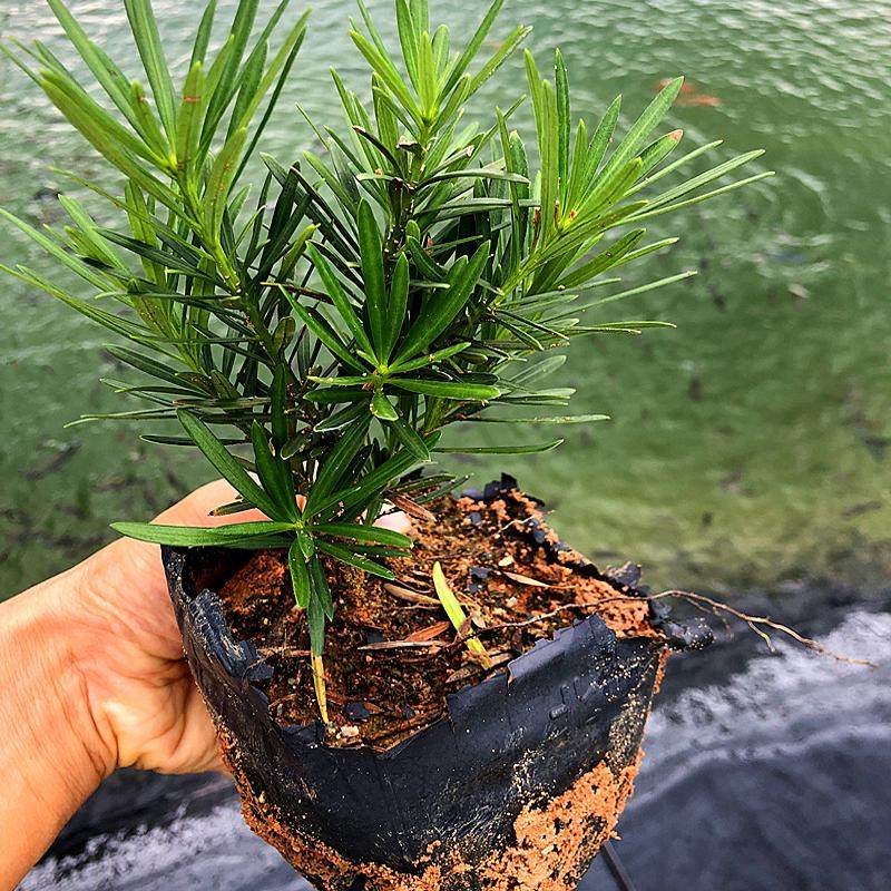 小叶雀舌罗汉松四季常绿室内外庭院小盆栽绿植园艺盆景造型树苗,淘宝优惠券,粉丝福利购,淘宝优惠卷