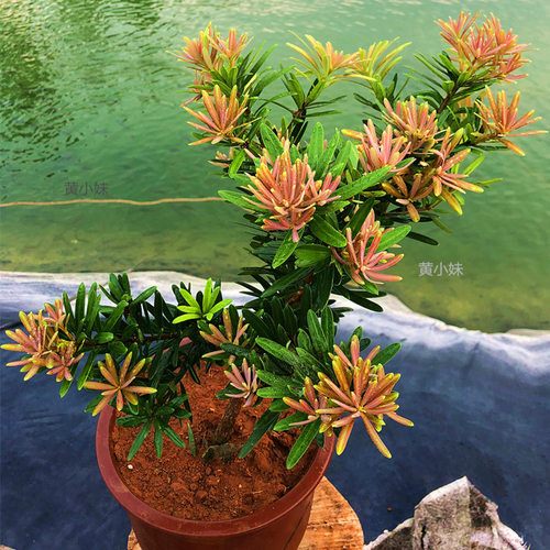 海岛四季红芽罗汉松盆景紫金钻太子妃鲜卉盆栽菊花心树苗发财植物 - 图3