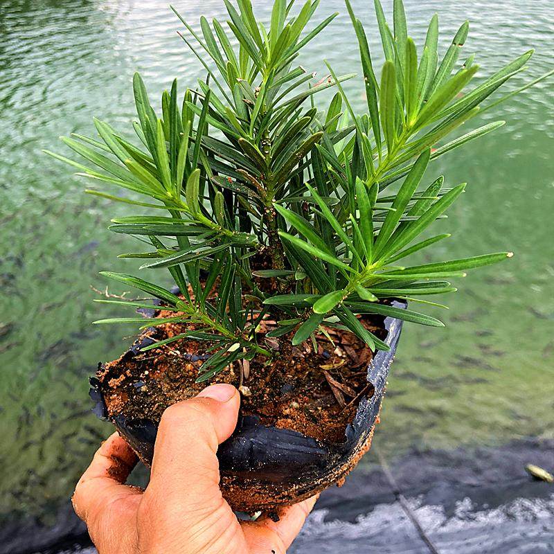 小叶雀舌罗汉松四季常绿室内外庭院小盆栽绿植园艺盆景造型树苗,淘宝优惠券,粉丝福利购,淘宝优惠卷