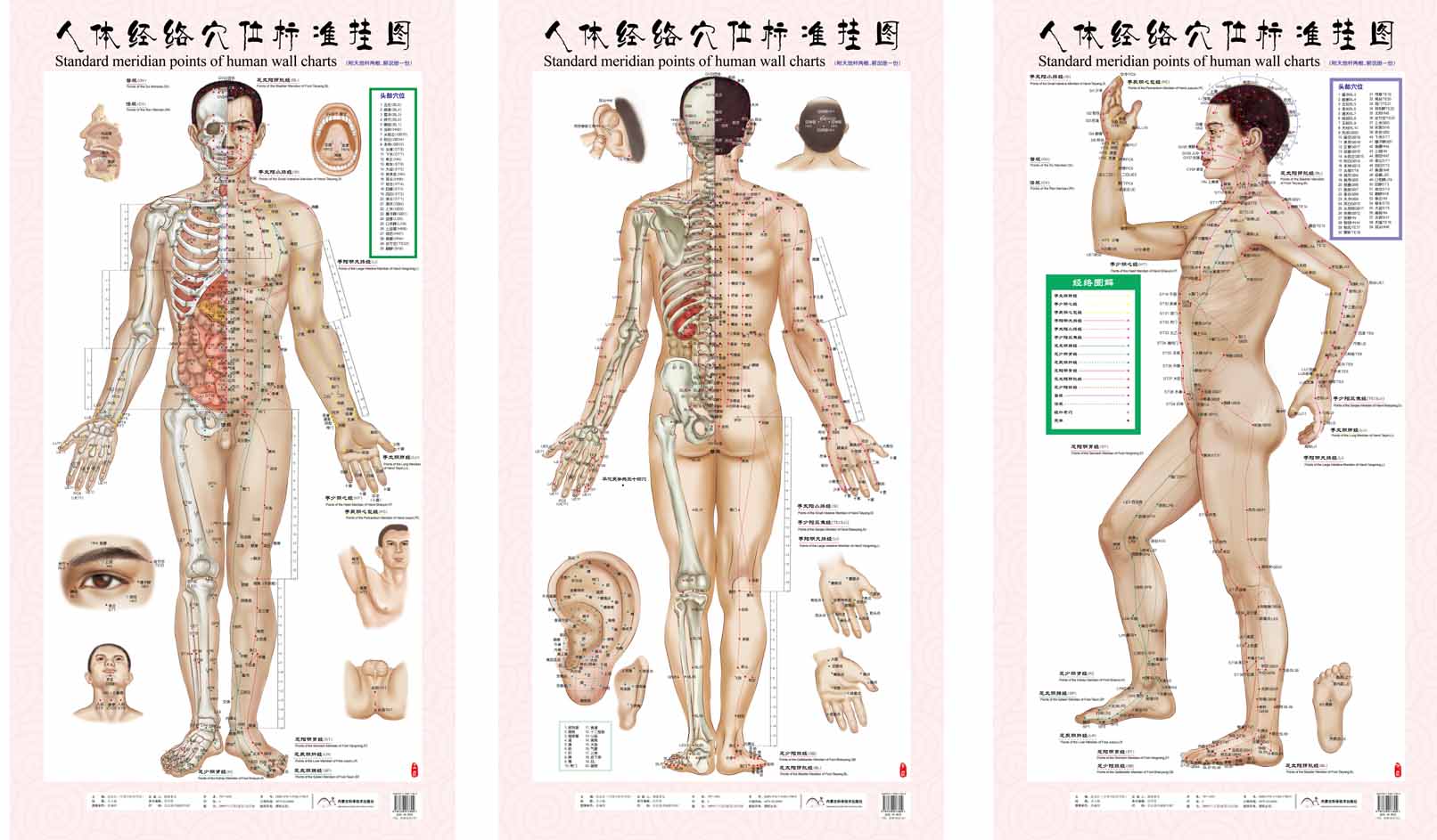 正品热卖男性人体经络穴位标准挂图（正背侧3张）赠中英文解说册 - 图1