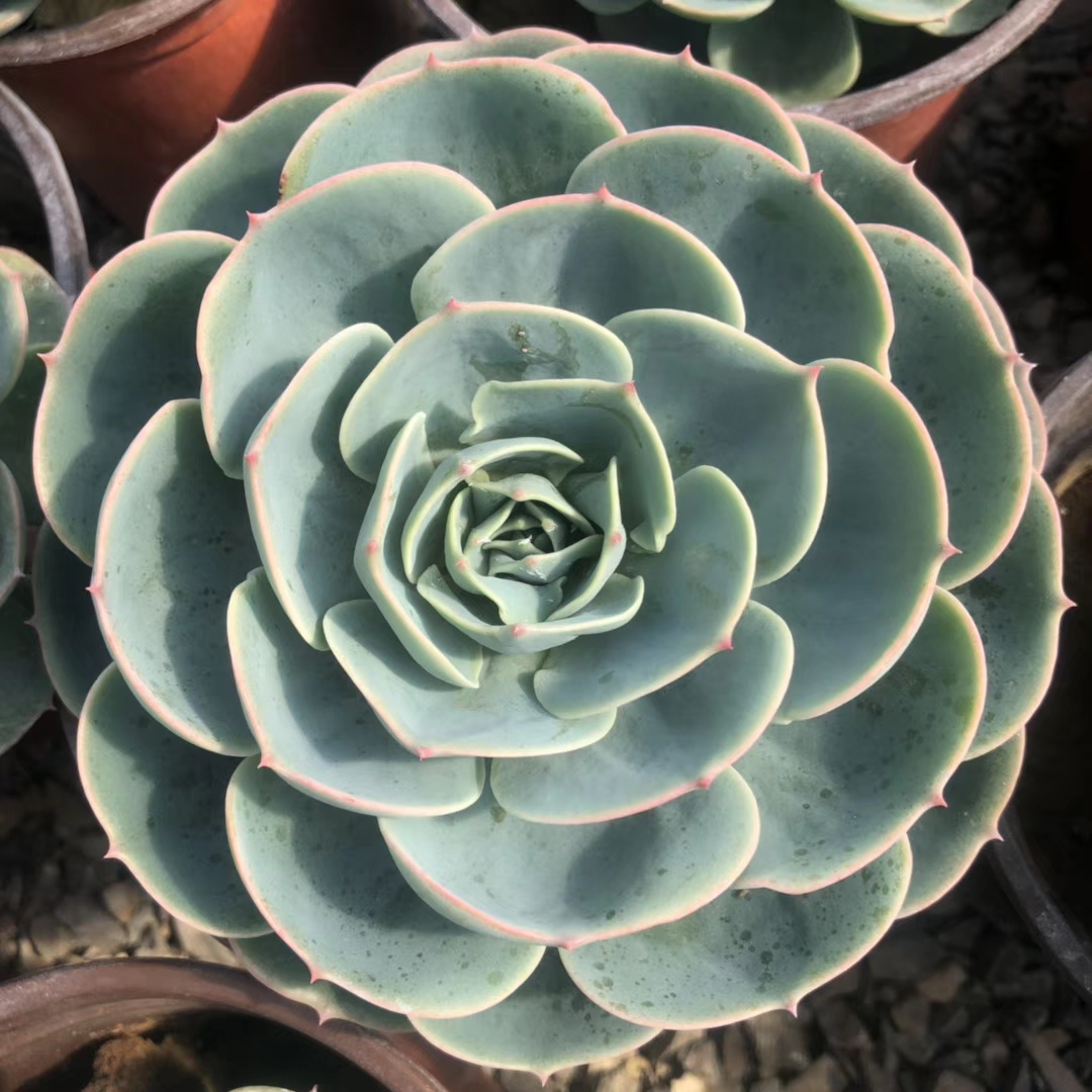 超大巨型玉蝶多肉植物大老桩一物一拍盆栽群生花卉绿植手捧花 - 图0