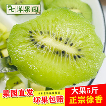 Seven Yangzong Jiangshan Xu Xiangmian kiwi Kiwi Fruits this season Chiisot Exotic Fruit Whole Boxes New Great Fruits Now now off 5 catties