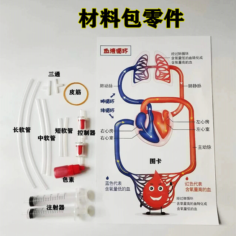 初中生物医学人体血液循环模型科学实验器材手工玩教具科技小制作 - 图0