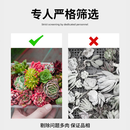 多肉植物室内组合天使之泪花卉秋天盆栽办公桌新款绿植含盆带土 - 图1