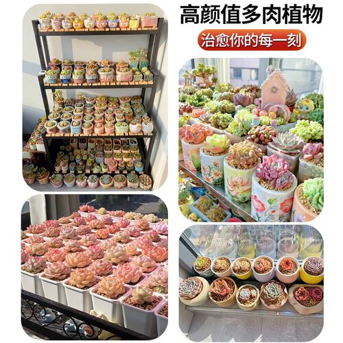 多肉植物组合盆栽绿植肉肉办公桌室内花卉办公桌面新手带盆蓝鸟 - 图2