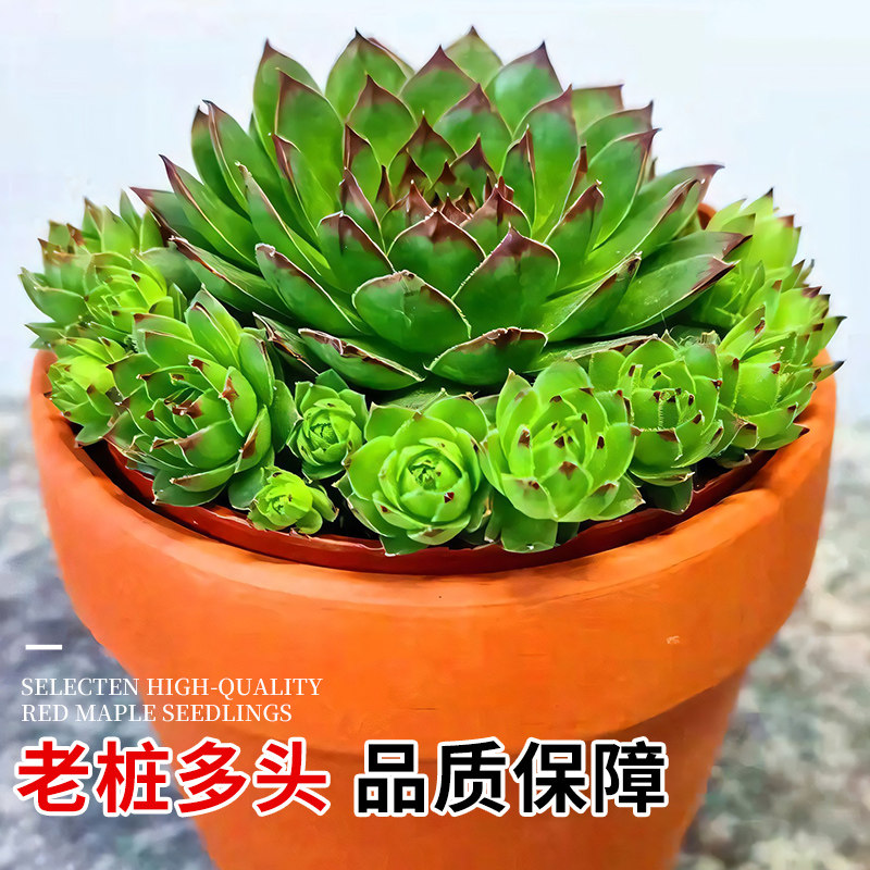 观音莲多肉植物室内盆栽高端多肉肉植物大颗好养花卉绿植多肉批发,淘宝优惠券,粉丝福利购,淘宝优惠卷