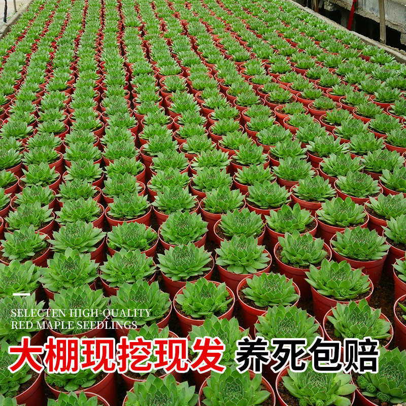 观音莲多肉植物室内盆栽高端多肉肉植物大颗好养花卉绿植多肉批发,淘宝优惠券,粉丝福利购,淘宝优惠卷