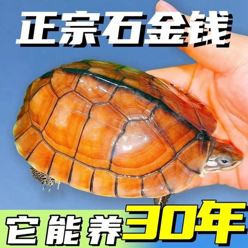 纯正石金钱龟温顺宠物龟小乌龟活物小青龟苗黄金龟苗纯正海南三线 - 图0