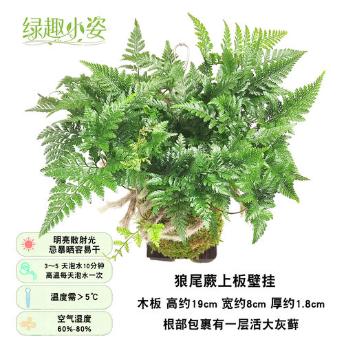 奇异倒悬墙上挂壁木上植板吊蔓绿绒附生绿植物盆栽狼尾鹿角蕨球兰 - 图1