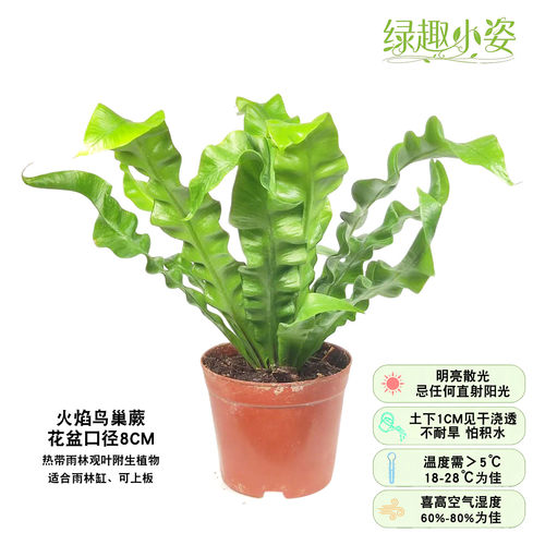 耐阴喜湿雨林缸造景附生室内植物墙盆栽绿植白月光展叶火焰鸟巢蕨 - 图0