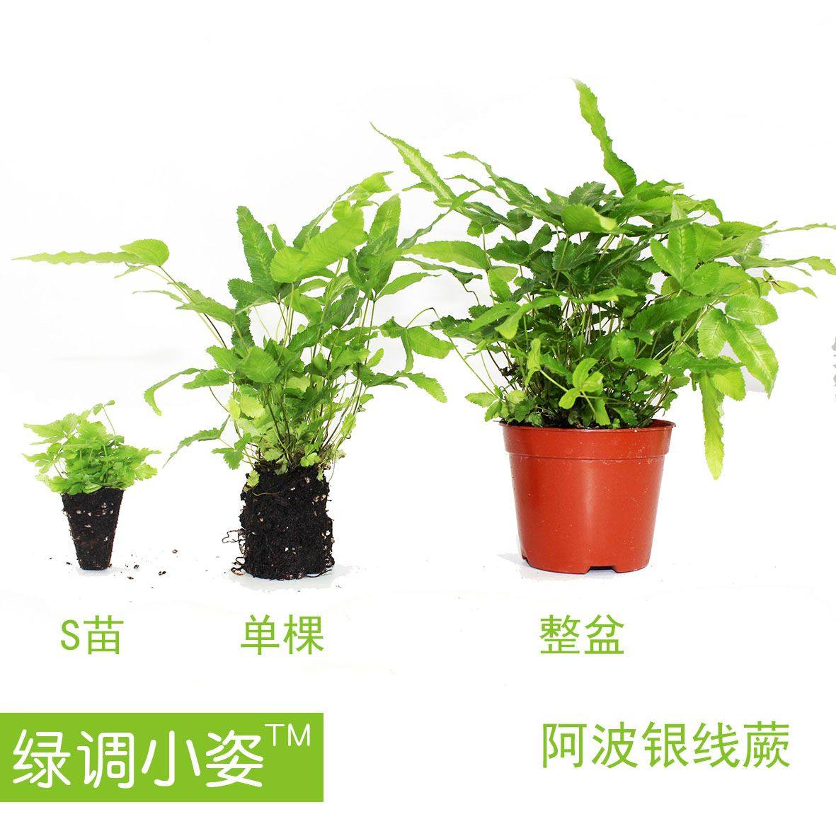 苔藓微景观生态瓶DIY耐阴湿蕨类小苗水陆雨林缸造景绿植物前中后,淘宝优惠券,粉丝福利购,淘宝优惠卷