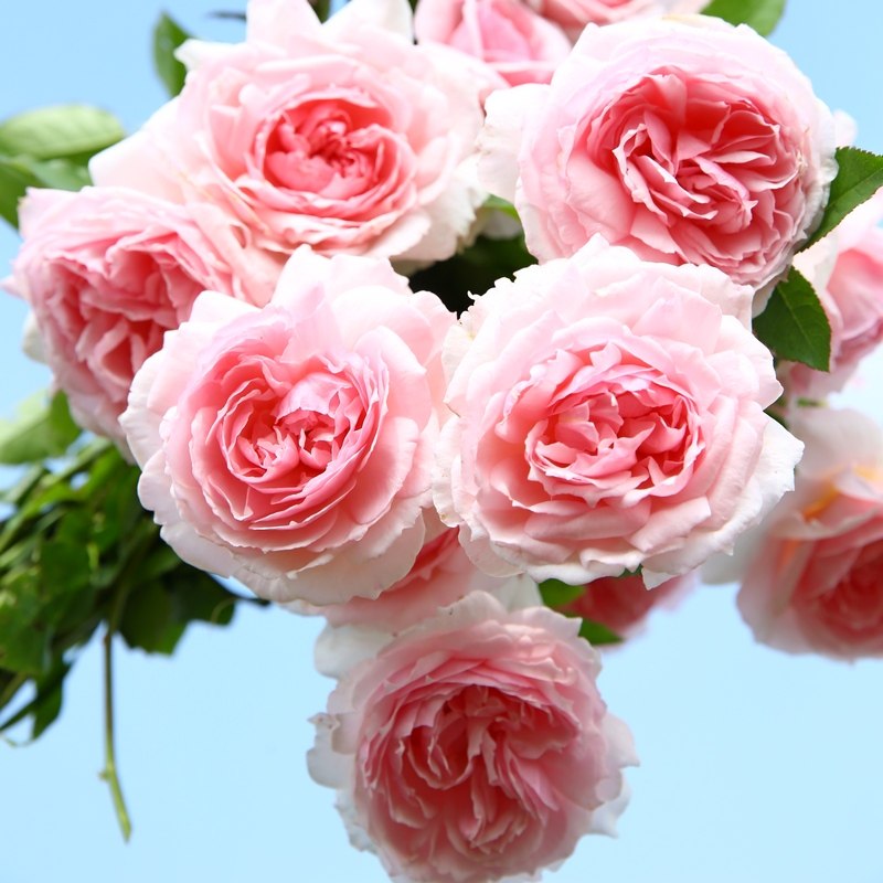 月季玫瑰蔷薇藤本欧月花苗爬藤植物多季开花庭院阳台盆栽绿植花卉,淘宝优惠券,粉丝福利购,淘宝优惠卷