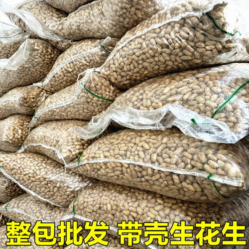 26年新鲜带壳生花生晒干5斤可做种子白沙带皮花生农家批可发芽菜 - 图2
