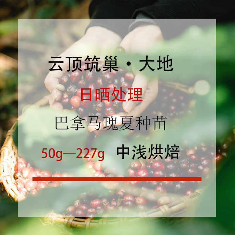 云南瑰夏 临沧云顶筑巢大地日晒精品咖啡 懒猴中浅烘焙咖啡豆 - 图0