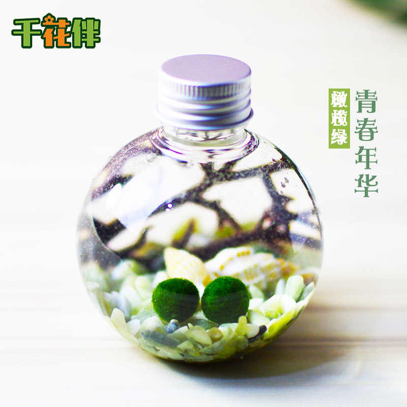 幸福海藻球生态瓶marimo微景观水培植物办公室桌面趣味盆栽小礼物,淘宝优惠券,粉丝福利购,淘宝优惠卷